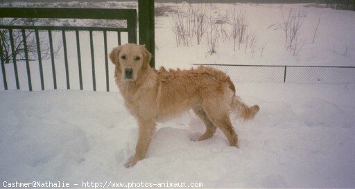 Photo de Golden retriever