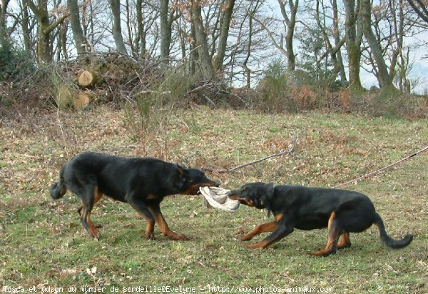 Photo de Berger de beauce