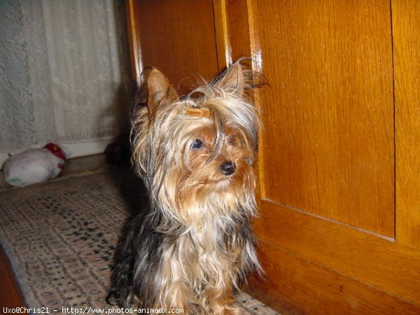 Photo de Yorkshire terrier