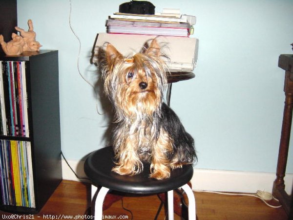 Photo de Yorkshire terrier