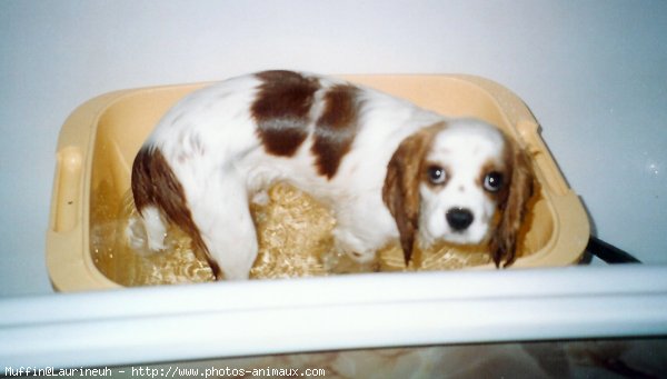 Photo de Cavalier king charles spaniel