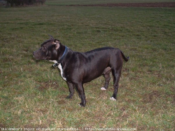 Photo de Staffordshire bull terrier