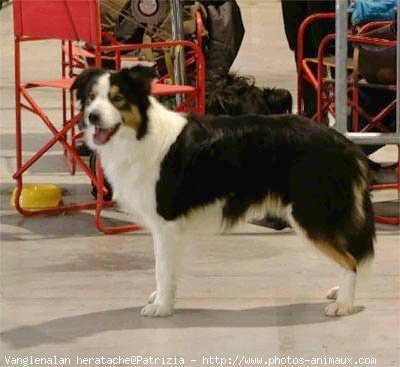 Photo de Border collie