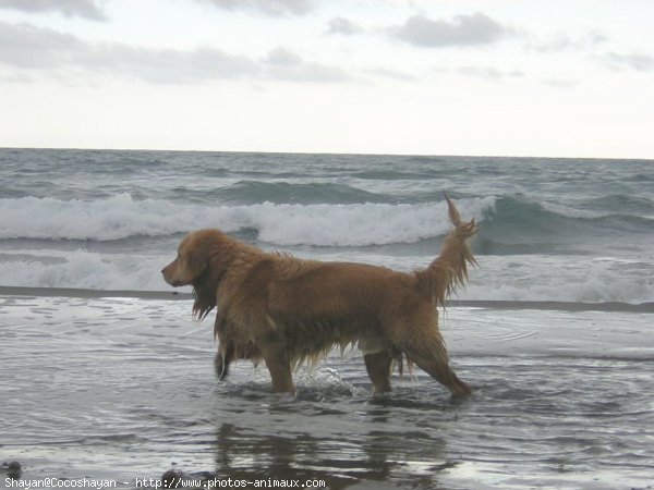 Photo de Golden retriever