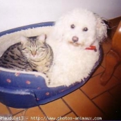 Photo de Bichon  poil fris