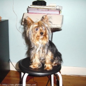 Photo de Yorkshire terrier