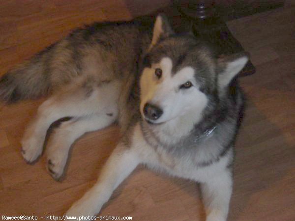 Photo de Malamute de l'alaska