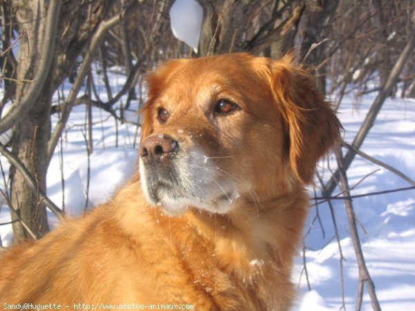 Photo de Golden retriever