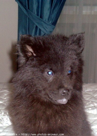 Photo d'Eurasier