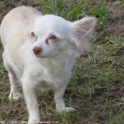 Photo de Chihuahua  poil court