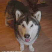 Photo de Malamute de l'alaska