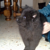 Photo d'Eurasier