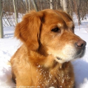 Photo de Golden retriever