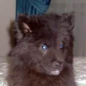 Photo d'Eurasier