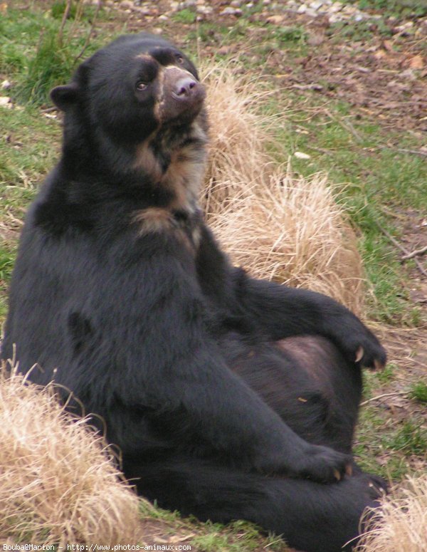 Photo d'Ours