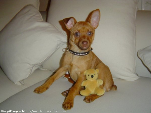 Photo de Pinscher nain