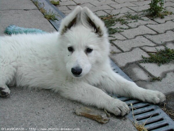 Photo de Berger blanc suisse