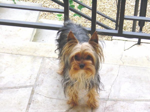 Photo de Yorkshire terrier