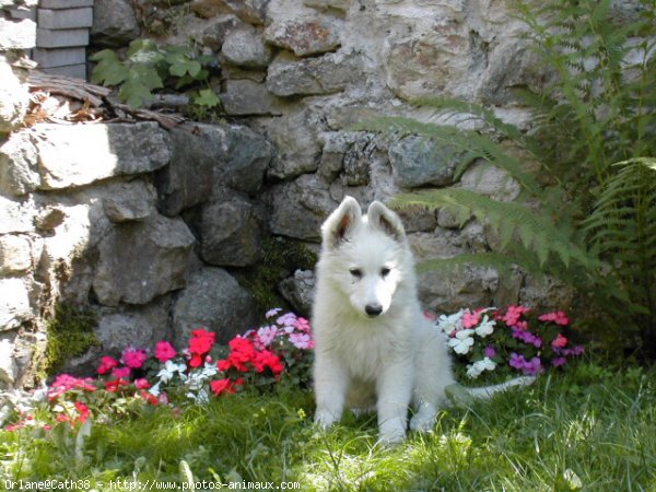 Photo de Berger blanc suisse