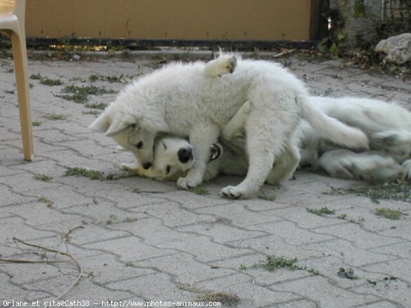 Photo de Berger blanc suisse