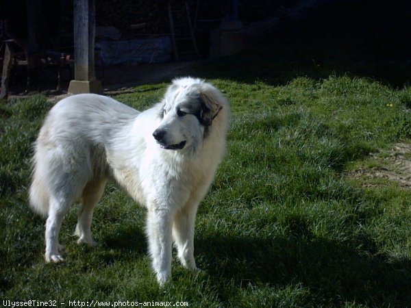 Photo de Chien de montagne des pyrnes