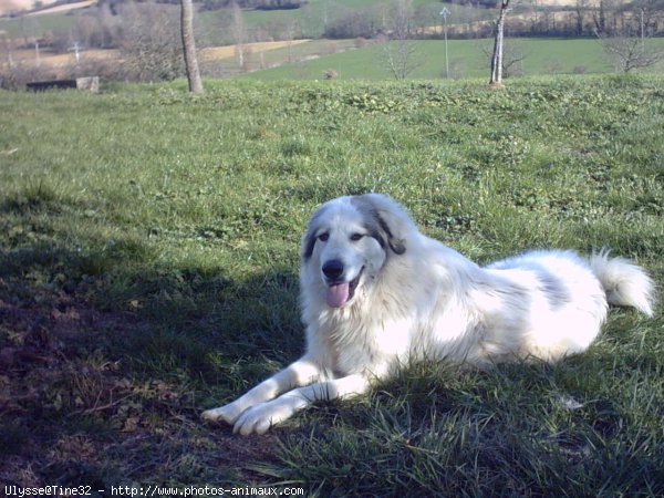 Photo de Chien de montagne des pyrnes