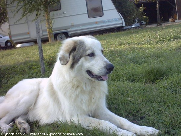 Photo de Chien de montagne des pyrnes