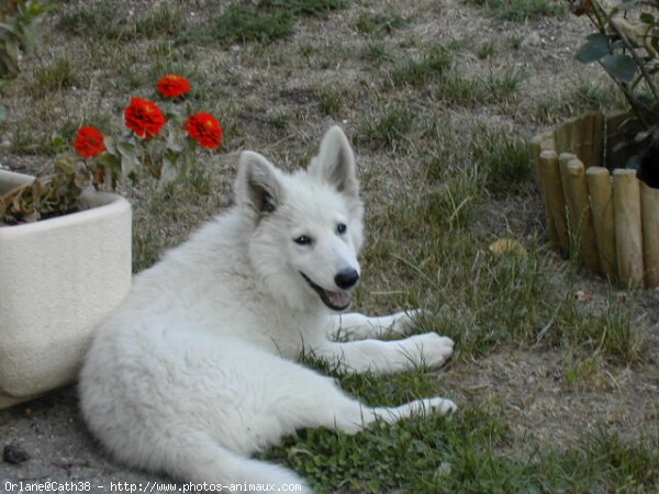 Photo de Berger blanc suisse