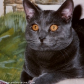 Photo de Chartreux