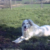 Photo de Chien de montagne des pyrnes