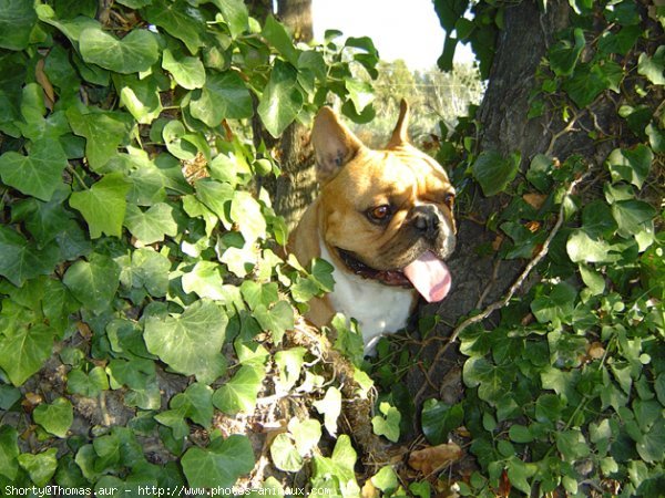 Photo de Bouledogue franais