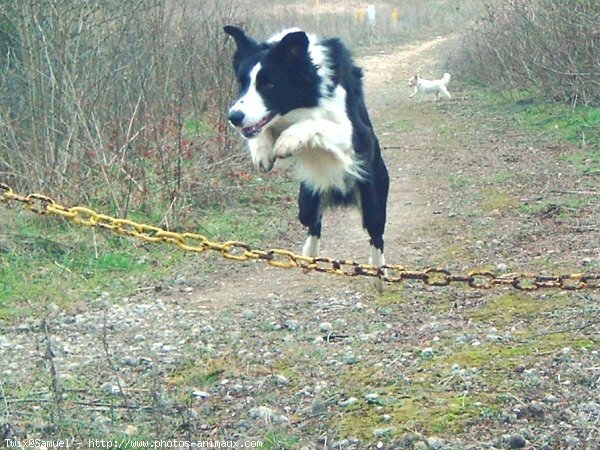 Photo de Border collie