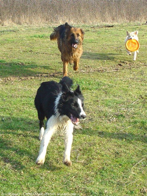 Photo de Border collie