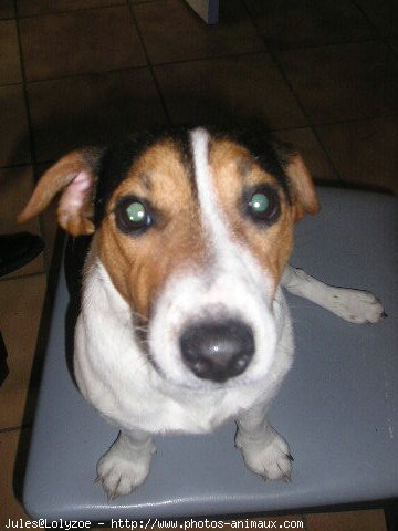 Photo de Jack russell terrier