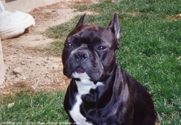 Photo de Bouledogue franais