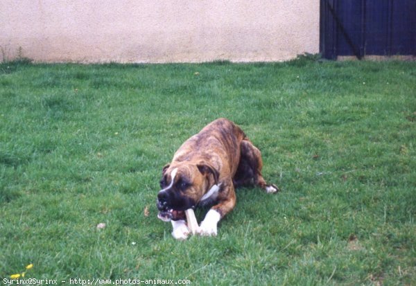 Photo de Boxer