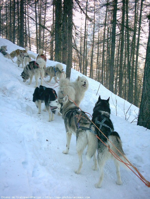 Photo de Husky siberien