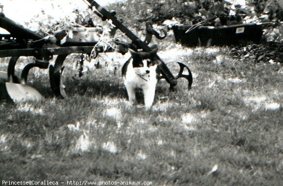 Photo de Chat domestique