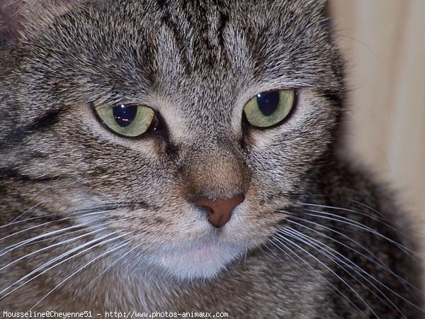 Photo de Chat domestique