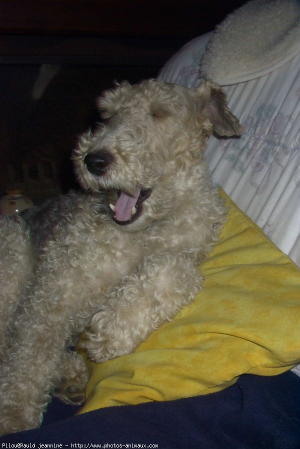 Photo de Fox terrier  poil dur