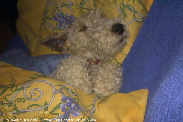 Photo de Fox terrier  poil dur