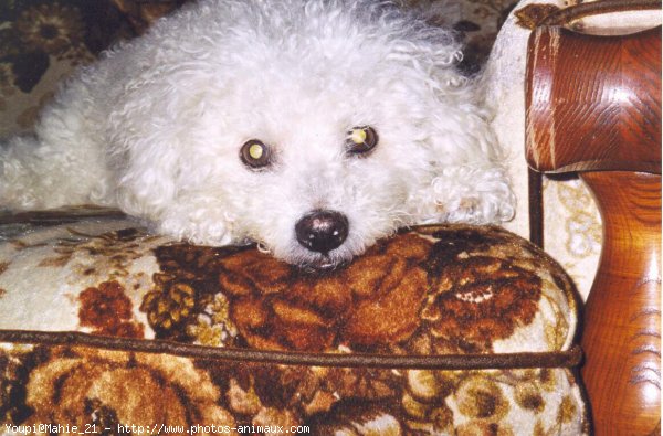 Photo de Bichon  poil fris