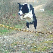 Photo de Border collie