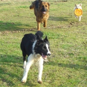 Photo de Border collie