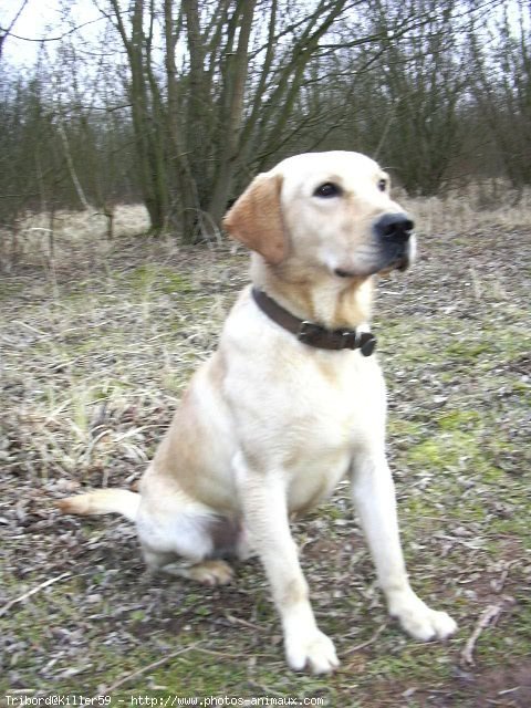 Photo de Labrador retriever