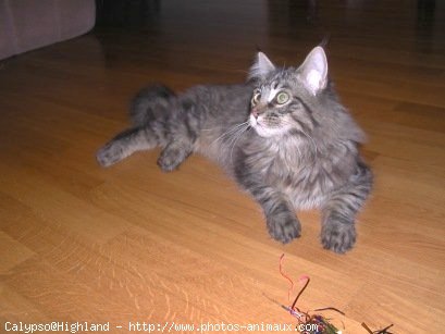 Photo de Maine coon