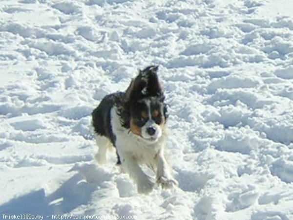 Photo de Cavalier king charles spaniel