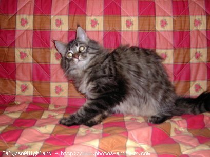 Photo de Maine coon