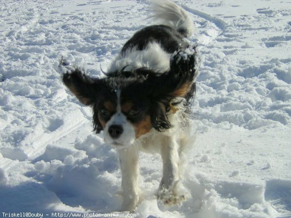 Photo de Cavalier king charles spaniel