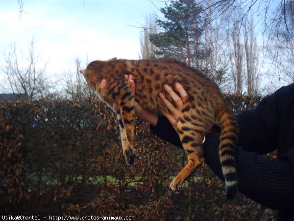 Photo de Bengal